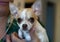 Small dog Portrait. Chihuahua dog on famale hand.