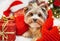 Small dog puppy yorkshire terrier with cute expression at Christmas. Gifts, Christmas tree in background. Happy New Year!