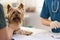 small dog at the reception at the veterinarian. Image of dog on the operating table and doctor in a veterinary clinic