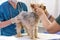 small dog at the reception at the veterinarian. Image of dog on the operating table and doctor in a veterinary clinic