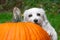 Small dog resting head on big pumpkin