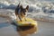 A small dog is riding a surfboard on the beach