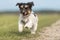 Small dog runs down a street in front of a blurred background. Jack Russell Terrier 2.5 years old