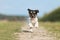 Small dog runs down a street in front of a blurred background. Jack Russell Terrier 2.5 years old