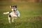 Small dog runs and flies over a green meadow in spring. Jack Russell Terrier Hound 8 years old