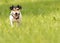 Small dog runs and flies over a green meadow in spring. Jack Russell Terrier Hound 8 years old