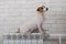 A small dog sits on the heating radiator and keeps its paw on the temperature regulator