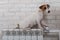 A small dog sits on the heating radiator and keeps its paw on the temperature regulator