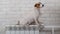 A small dog sits on the heating radiator and keeps its paw on the temperature regulator