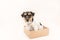 Small dog sits obediently in a cardboard box. ready for mailing. Cute Jack Russell Terrier doggy 4 years old - hair style rough