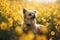 a small dog sitting in a field of yellow flowers with a sunbeam in the background