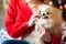 A small dog of the Spitz for the New Year in the hands of the hostess. Spitz closeup at Christmas stroking woman in a sweater