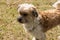 Small dog standing on grass and looking concentrated