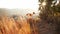 A small dog stands on a hilltop at dusk, overlooking a scenic valley