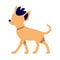 Small dog with stylish hairstyle semi flat color vector character