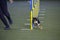 Small dog tackles slalom hurdle in dog agility competition.