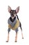 Small dog toy terrier in clothes