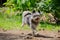 Small dog walking in the forest playing with a pineapple