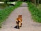 Small dog walking up a canal path in Devon, England