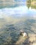 Small dog in water of scenic lake shore
