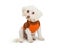 Small Dog Wearing Halloween Sweater