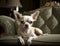 a small dog wearing a pearl necklace and pearls on it\\\'s collar sits on a couch in a living room with
