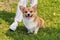 A small dog of the Welsh Corgi breed sits at the feet of his mistress. Woman on a walk with a dog