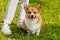 A small dog of the Welsh Corgi breed sits at the feet of his mistress. Woman on a walk with a dog