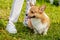 A small dog of the Welsh Corgi breed sits at the feet of his mistress. Woman on a walk with a dog