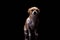 Small dog white brown color furry sitting in black background studio commercial for doggie food feed puppy emotion faithful