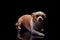 Small dog white brown color furry sitting in black background studio commercial for doggie food feed puppy emotion faithful