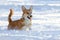 Small dog with a yellow ball in the teeth plays in the snow