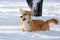 Small dog with a yellow ball in the teeth plays in the snow