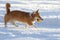 Small dog with a yellow ball in the teeth running in the snow