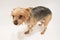 Small dog of Yorkshire terrier breed is standing wet in the bath while bathing