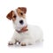 The small doggie of breed a Jack Russell Terrier