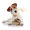 The small doggie of breed a Jack Russell Terrier