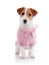 Small doggie of breed a Jack Russell Terrier in a pink jumper