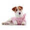 Small doggie of breed a Jack Russell Terrier in a pink jumper