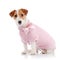 The small doggie of breed a Jack Russell Terrier in a pink sweater