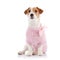 Small doggie of breed a Jack Russell Terrier in a pink sweater