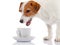 Small doggie of breed a Jack Russell Terrier and white cup.
