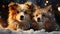 Small dogs in winter under the snow with a blurred background