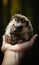 Small domestic animal holding in hands. Cute hedgehog in hands sitting. Generative AI