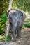 Small domestic asian elephant take a bath