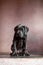 A small domestic, purebred puppy, sitting against a pink wall