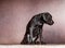 A small domestic, purebred puppy, sitting against a pink wall