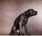 A small domestic, purebred puppy, sitting against a pink wall