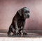 A small domestic, purebred puppy, sitting against a pink wall