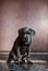 A small domestic, purebred puppy, sitting against a pink wall